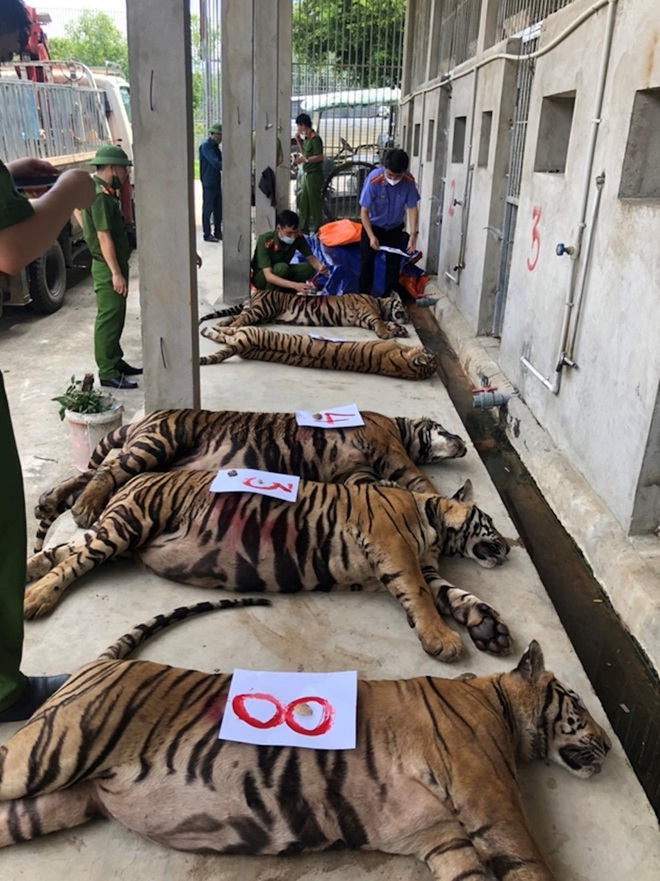 Vụ nuôi nhốt 17 con hổ trong nhà như nuôi heo: Chủ nhà xây tầng hầm rộng cả trăm mét để tránh bị phát hiện - Ảnh 5.