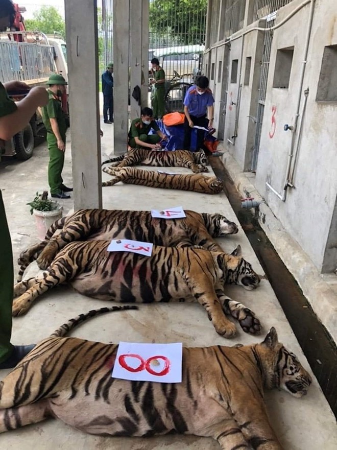 Nghệ An: 8 trong số 17 cá thể hổ đã chết sau khi thu giữ - Ảnh 2.