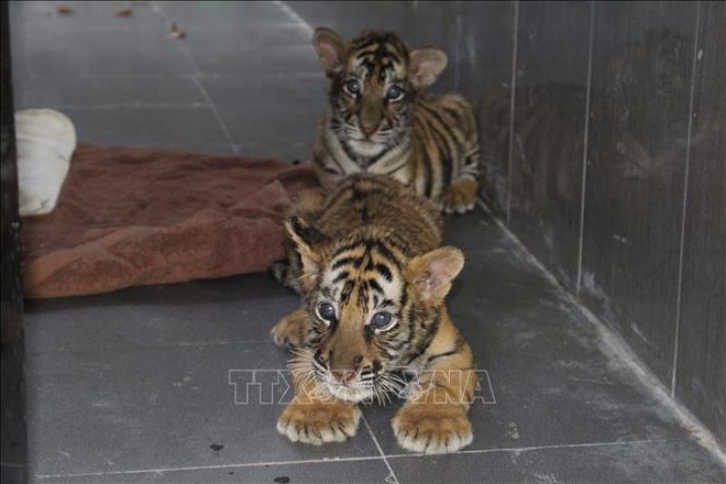 Bảy con hổ được Vườn Quốc gia Pù Mát chăm sóc đang phục hồi tốt - Ảnh 1.
