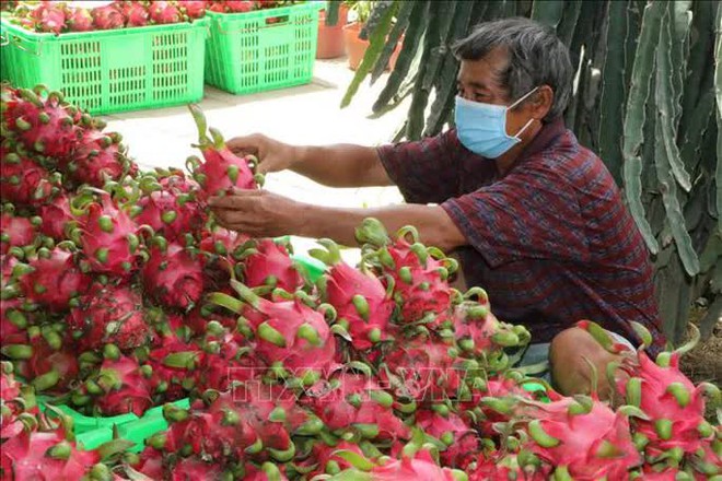 Chuyên gia nói về lý do khiến SARS-CoV-2 bám trên bao bì đựng quả thanh long - Ảnh 1.