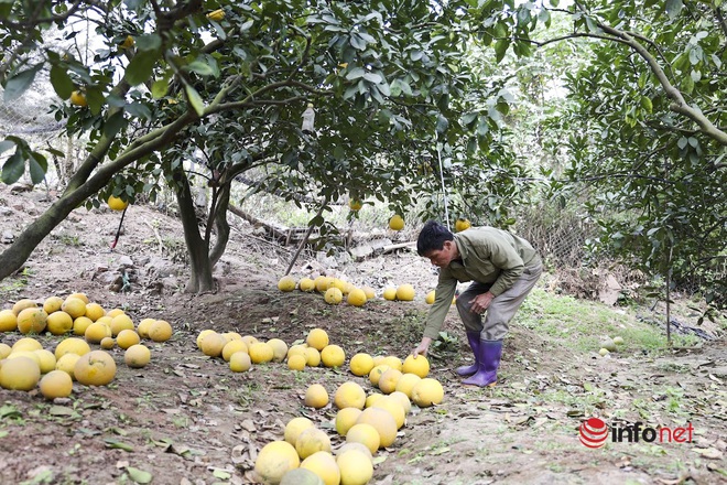 Thủ phủ bưởi Diễn vào mùa thu hoạch bán Tết, quả sai trĩu cành, chủ vườn hồ hởi thu tiền tỷ - Ảnh 3.