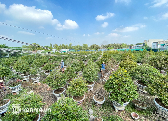 Nhà vườn ở TP.HCM lo lắng vì nhiều đơn thuê mai Tết từ Campuchia, Hà Nội bị hủy vì dịch bệnh - Ảnh 1.