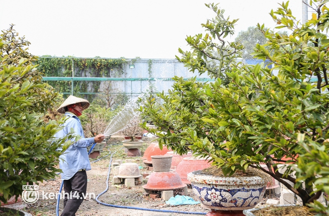 Nhà vườn ở TP.HCM lo lắng vì nhiều đơn thuê mai Tết từ Campuchia, Hà Nội bị hủy vì dịch bệnh - Ảnh 3.