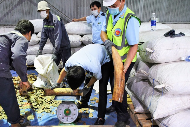 Hơn 6,6 tấn hàng nghi là ngà voi và vảy tê tê đội lốt hạt điều bị bắt tại cảng Tiên Sa - Ảnh 1. Hơn 6,6 tấn hàng nghi là ngà voi và vảy tê tê đội lốt hạt điều bị bắt tại cảng Tiên Sa - Ảnh 1.