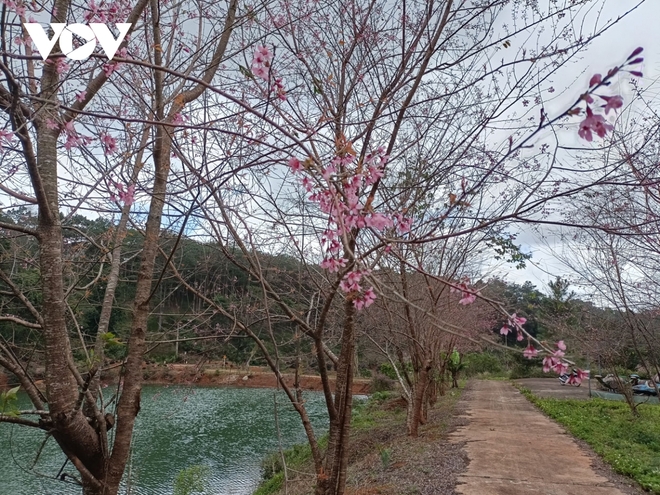 Đầu năm mới thưởng lãm hoa anh đào trên cao nguyên Măng Đen - Ảnh 7.