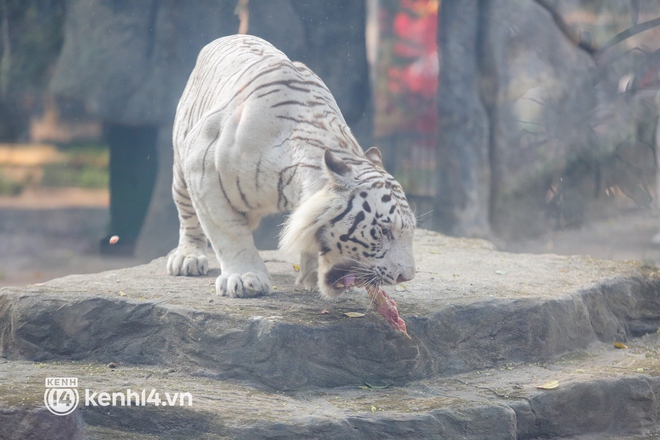 Ảnh, clip: Ghé thăm những con hổ trắng quý hiếm lần đầu được sinh ra tại Thảo Cầm Viên Sài Gòn - Ảnh 11.