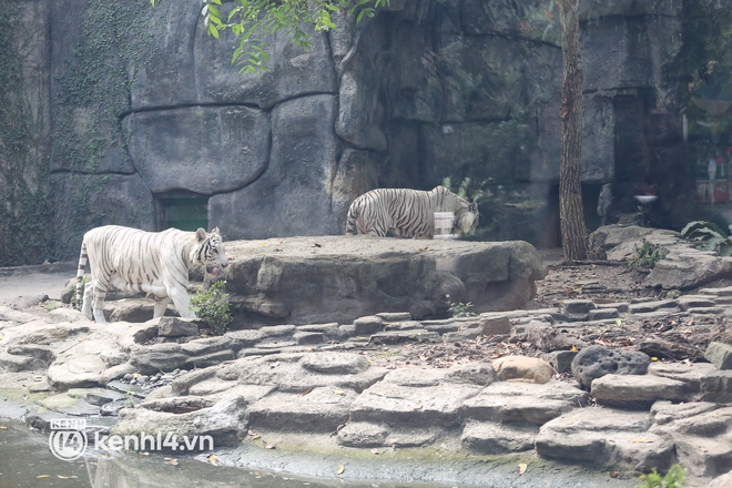 Ảnh, clip: Ghé thăm những con hổ trắng quý hiếm lần đầu được sinh ra tại Thảo Cầm Viên Sài Gòn - Ảnh 5.