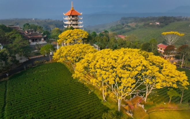 Mãn nhãn ngắm hoa điệp vàng rực rỡ tại Bảo Lộc - Ảnh 1.