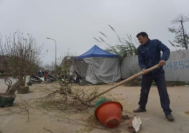 Giá quá thấp, thương lái chém bỏ đào giữa phố - Ảnh 3.