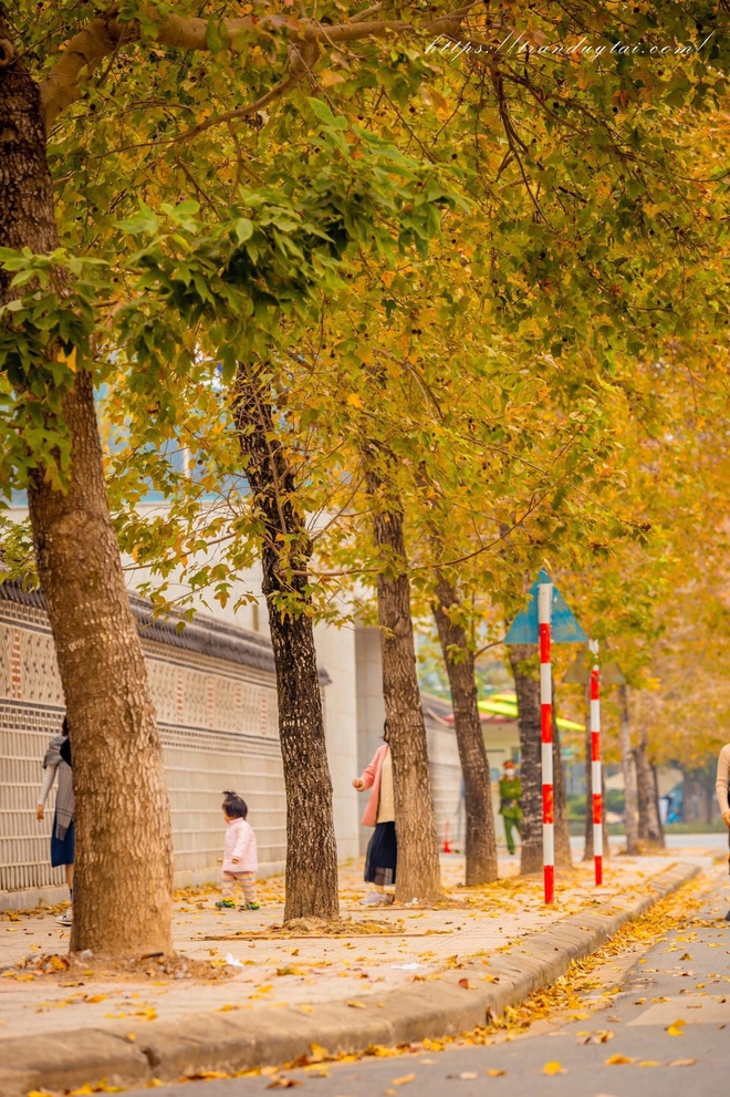 Như một cú lừa: Dân tình rần rần rủ nhau ra "sống ảo" ở con đường phong lá đỏ tại Hà Nội, kết quả "bật ngửa" khi thấy thực tế - Ảnh 1. Như một cú lừa: Dân tình rần rần rủ nhau ra "sống ảo" ở con đường phong lá đỏ tại Hà Nội, kết quả "bật ngửa" khi thấy thực tế - Ảnh 1.