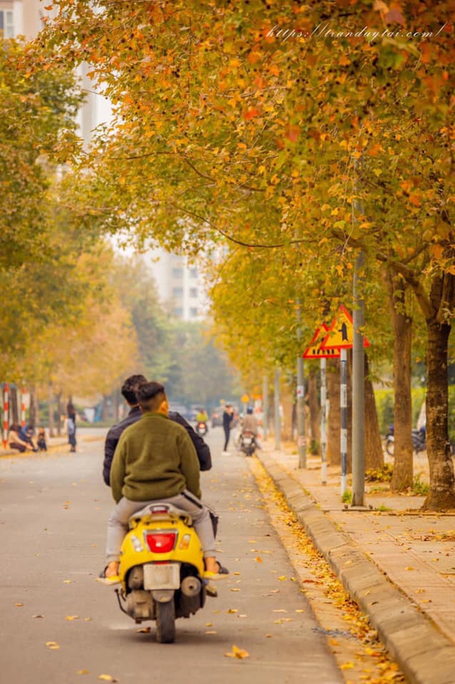 Như một cú lừa: Dân tình rần rần rủ nhau ra "sống ảo" ở con đường phong lá đỏ tại Hà Nội, kết quả "bật ngửa" khi thấy thực tế - Ảnh 1. Như một cú lừa: Dân tình rần rần rủ nhau ra "sống ảo" ở con đường phong lá đỏ tại Hà Nội, kết quả "bật ngửa" khi thấy thực tế - Ảnh 1.