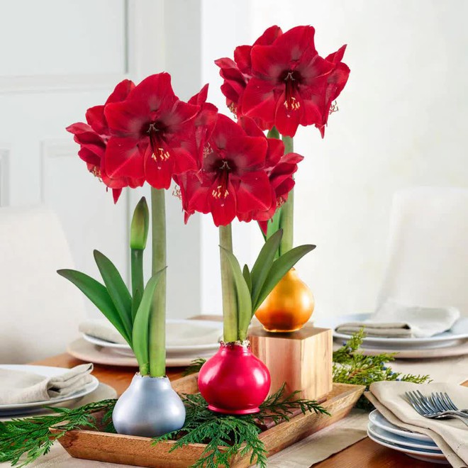 6 loại c&acirc;y m&ugrave;a đ&ocirc;ng vẫn nở hoa đỏ rực như lửa, chơi từ giờ đến Tết cũng chưa t&agrave;n, người mệnh Hoả lại c&agrave;ng n&ecirc;n sắm để th&ecirc;m vượng kh&iacute; - Ảnh 2.