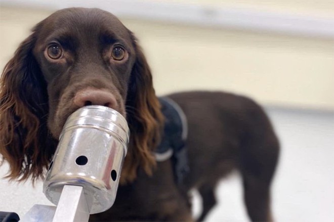 Các nhà khoa học chỉ ra: Loài chó có thể đánh hơi được mùi căng thẳng của con người - Ảnh 2.