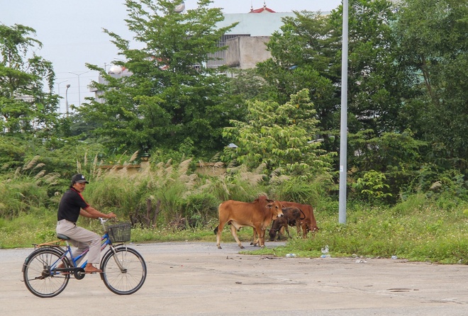 Khung cảnh bên trong bến xe bỏ hoang 10 năm ở Đà Nẵng, vừa bị ngân hàng rao bán để siết nợ - Ảnh 18.