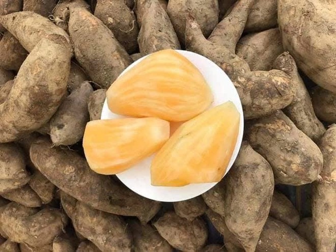 Đặc sản của Lào Cai giá chỉ 20 nghìn đồng/kg, nhìn tưởng khoai lang nhưng thơm mùi nhân sâm - Ảnh 1.