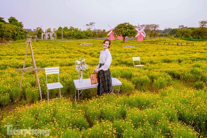 Mê mẩn trước cánh đồng cúc sao băng độc nhất tại Hà Nội - Ảnh 7.