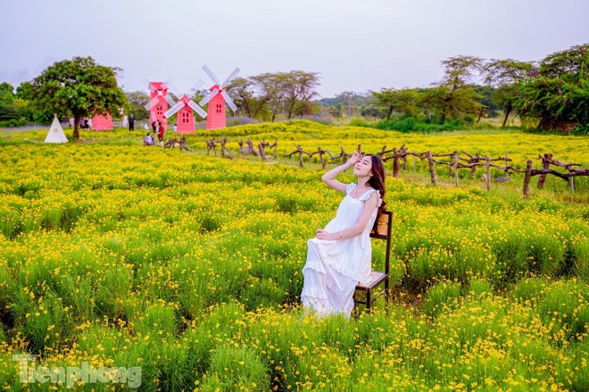 Mê mẩn trước cánh đồng cúc sao băng độc nhất tại Hà Nội - Ảnh 6.