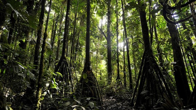 Cây đi bộ ở Ecuador: Mỗi năm di chuyển tới 20 mét - Ảnh 4.