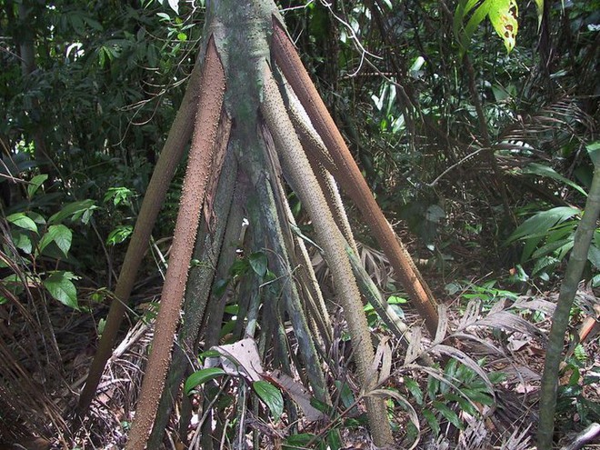 Cây đi bộ ở Ecuador: Mỗi năm di chuyển tới 20 mét - Ảnh 2.