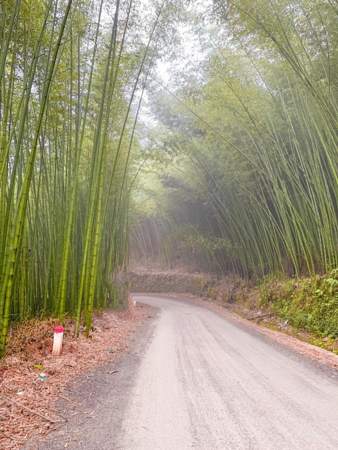 Thỏa sức bỏ t&uacute;i ảnh đẹp với những rừng tr&uacute;c đầy m&ecirc; hoặc &iacute;t người biết ở Cao Bằng - Ảnh 3.