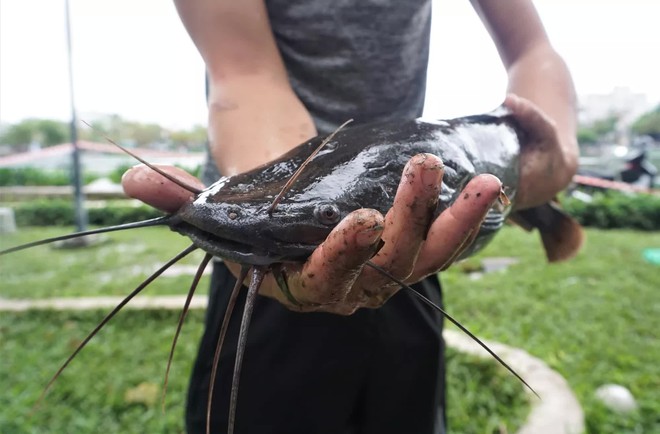 Người dân Đà Nẵng rủ nhau bắt cá trên đường phố sau mưa - Ảnh 3.