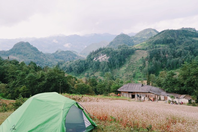 Không chỉ ở Hà Giang, 3 địa điểm cũng có hoa tam giác mạch nở rực rỡ đẹp đến nao lòng - Ảnh 7.