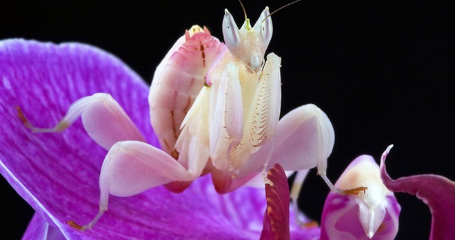 7 loài động, thực vật kỳ lạ mà có lẽ bạn chưa từng nghe tên - Ảnh 5.