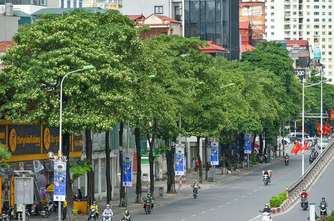 Ảnh: Hiện trạng 80 cây hoa sữa được đề xuất di dời trên đường Nguyễn Chí Thanh - Ảnh 1.