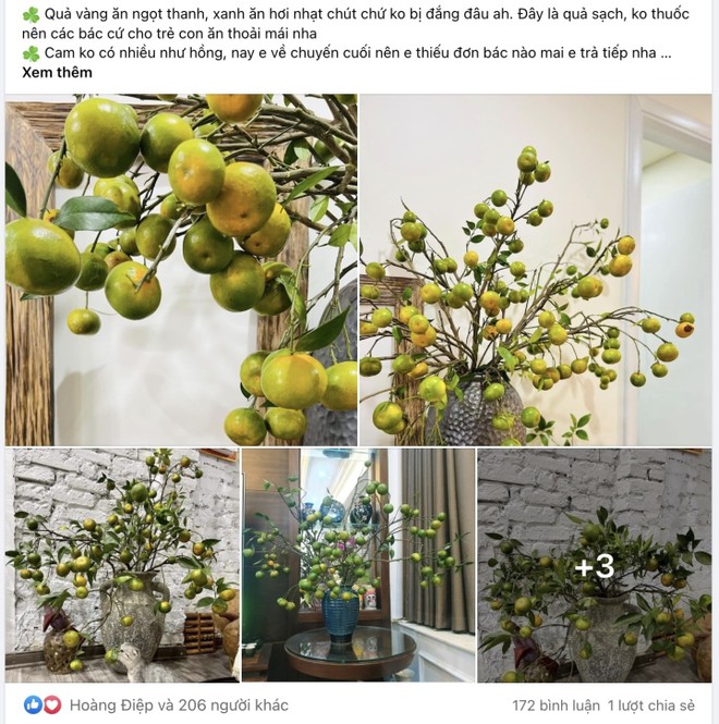 Chị em đua nhau mua về cắm thay hoa, c&agrave;nh cam biến th&agrave;nh h&agrave;ng độc lạ - Ảnh 2.