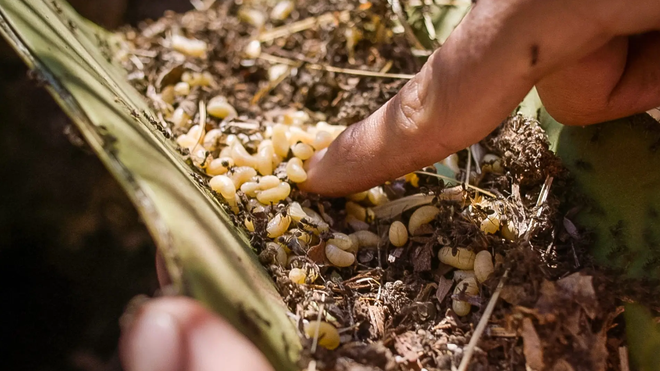 Món ăn độc đáo bậc nhất ở Mexico, không nơi nào có được, người dũng cảm mới dám thử - Ảnh 2.