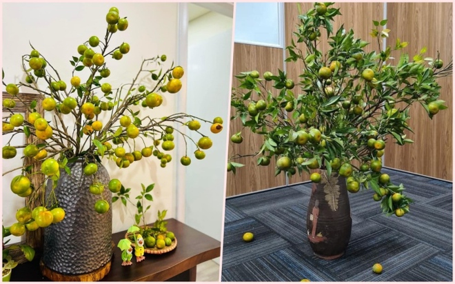 Chị em đua nhau mua về cắm thay hoa, c&agrave;nh cam biến th&agrave;nh h&agrave;ng độc lạ - Ảnh 1.