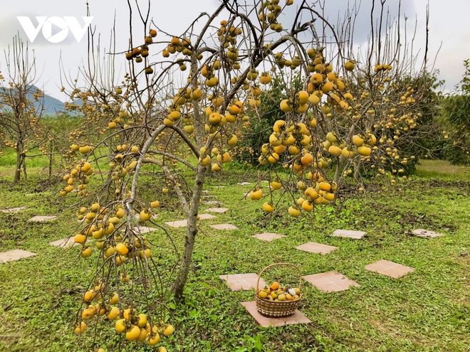 Mùa hồng trên cao nguyên Mộc Châu - Ảnh 4.