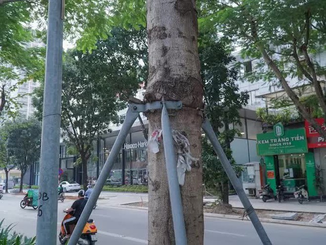 R&agrave; so&aacute;t to&agrave;n th&agrave;nh phố việc bức tử, siết cổ c&acirc;y xanh - Ảnh 2.