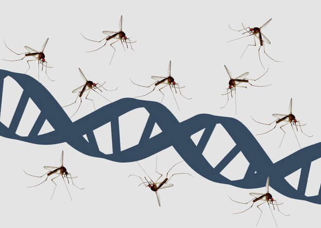 Giới khoa học khẳng định: Người hay bị muỗi cắn là do mùi cơ thể - Ảnh 2.