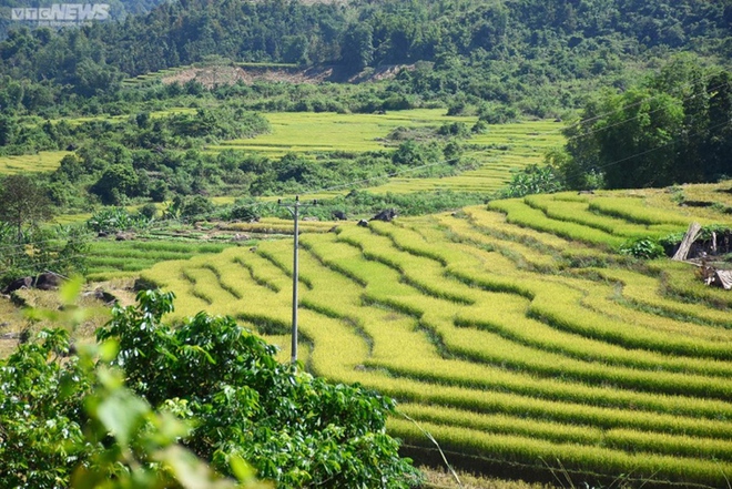 Ngắm cánh đồng lúa chín vàng tuyệt đẹp trên lưng chừng núi ở Quảng Ninh - Ảnh 13.