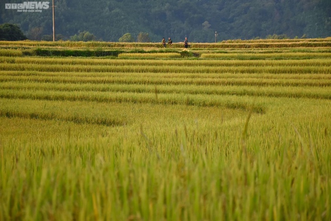 Ngắm cánh đồng lúa chín vàng tuyệt đẹp trên lưng chừng núi ở Quảng Ninh - Ảnh 4.