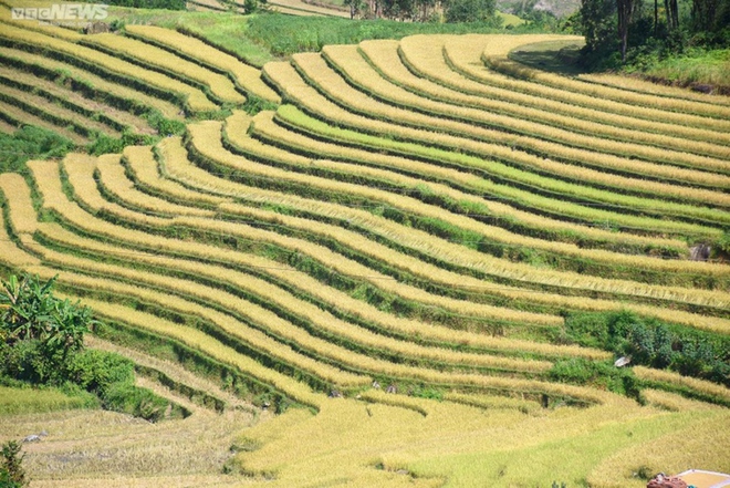 Ngắm cánh đồng lúa chín vàng tuyệt đẹp trên lưng chừng núi ở Quảng Ninh - Ảnh 3.