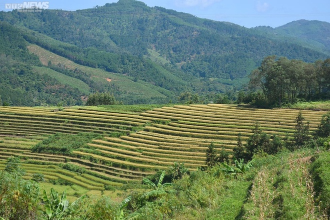 Ngắm cánh đồng lúa chín vàng tuyệt đẹp trên lưng chừng núi ở Quảng Ninh - Ảnh 2.