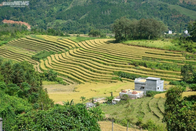 Ngắm cánh đồng lúa chín vàng tuyệt đẹp trên lưng chừng núi ở Quảng Ninh - Ảnh 1.