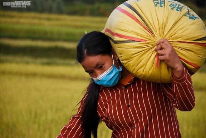 Ngắm cánh đồng lúa chín vàng tuyệt đẹp trên lưng chừng núi ở Quảng Ninh - Ảnh 10.