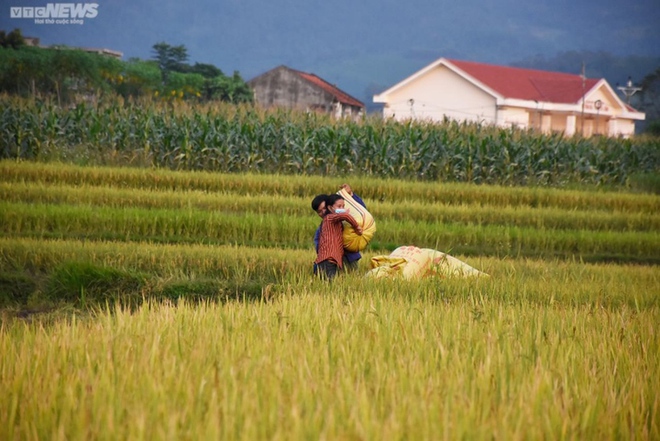 Ngắm cánh đồng lúa chín vàng tuyệt đẹp trên lưng chừng núi ở Quảng Ninh - Ảnh 9.