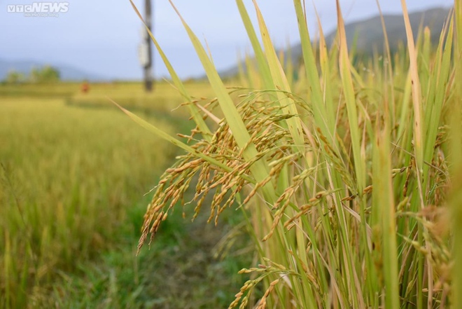 Ngắm cánh đồng lúa chín vàng tuyệt đẹp trên lưng chừng núi ở Quảng Ninh - Ảnh 8.