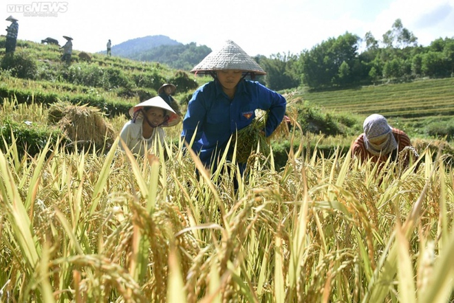 Ngắm cánh đồng lúa chín vàng tuyệt đẹp trên lưng chừng núi ở Quảng Ninh - Ảnh 7.