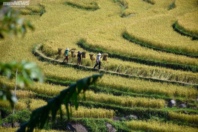 Ngắm cánh đồng lúa chín vàng tuyệt đẹp trên lưng chừng núi ở Quảng Ninh - Ảnh 6.