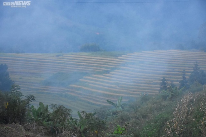 Ngắm cánh đồng lúa chín vàng tuyệt đẹp trên lưng chừng núi ở Quảng Ninh - Ảnh 5.