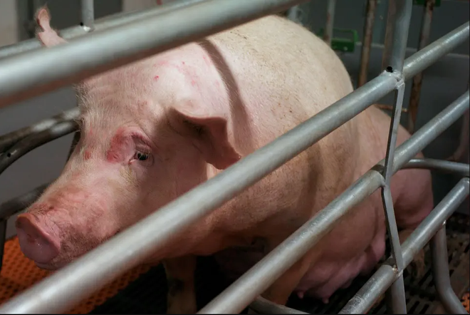 Trang trại nuôi lợn cao nhất thế giới: 26 tầng, chăn nuôi tự động, có thể chứa 650.000 con lợn - Ảnh 2.