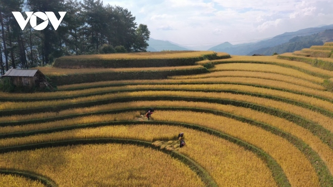 Lúa chín vàng trên những triền ruộng Mù Cang Chải - Ảnh 16.