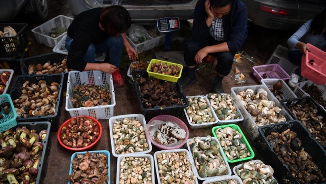 Một ng&agrave;y ở chợ nấm C&ocirc;n Minh - nơi b&aacute;n thức qu&agrave; của đất đắt đỏ bậc nhất thế giới - Ảnh 2.