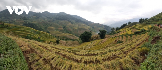 Lúa chín vàng trên những triền ruộng Mù Cang Chải - Ảnh 6.