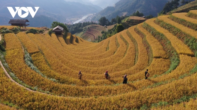 Lúa chín vàng trên những triền ruộng Mù Cang Chải - Ảnh 5.